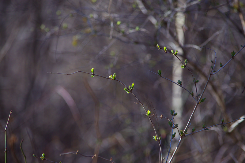 Illustration for article titled First Signs of Spring